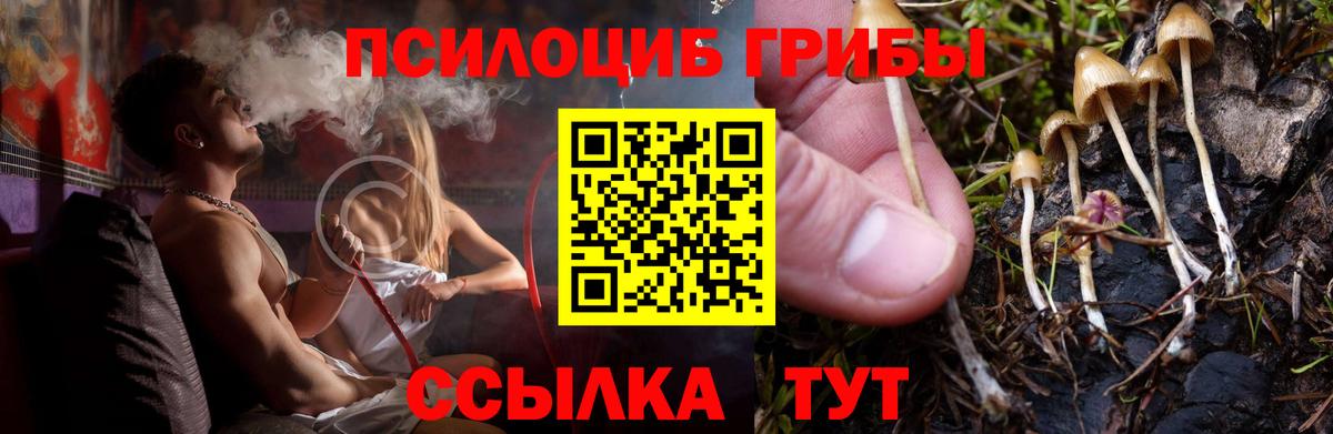 Псилоцибиновые грибы Psilocybe  Вход с VPN  Вичуга 